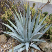 Agave Utahensis Var. Nevadensis Bitkisi Tohumu (4 tohum)