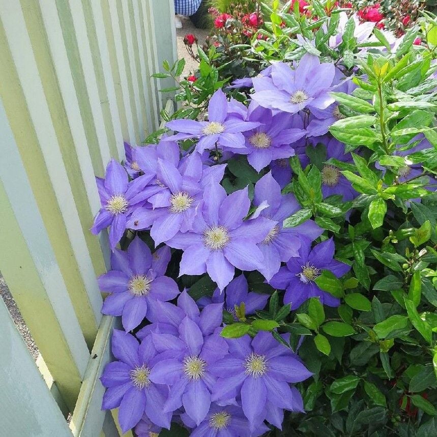 H.F. Young  İri Çiçekli Clematis Orman Asması Çiçeği Fidanı (5-10 cm)