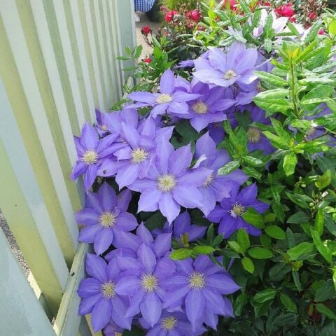 H.F. Young  İri Çiçekli Clematis Orman Asması Çiçeği Fidanı (5-10 cm)