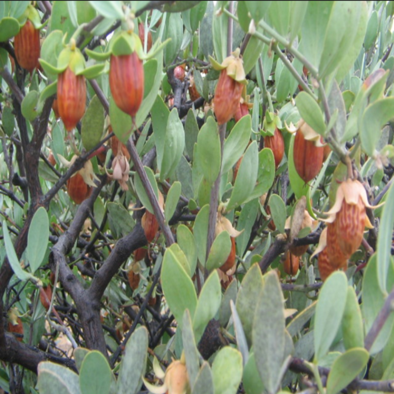Jojoba Tohumu(5 adet)