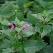 Horehound Marrubium Vulgare Bitkisi Tohumu(100 tohum)