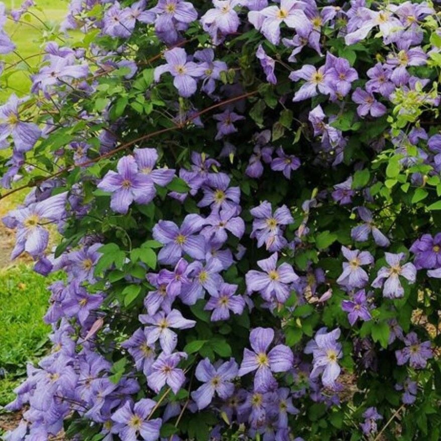 Emilia Plater  İri Çiçekli Clematis Orman Asması Çiçeği Fidanı (10-20 cm)