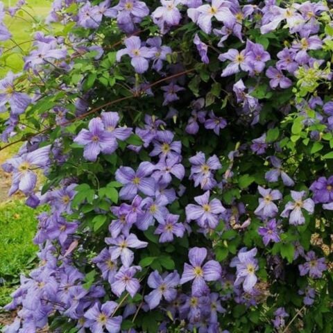 Emilia Plater  İri Çiçekli Clematis Orman Asması Çiçeği Fidanı (10-20 cm)