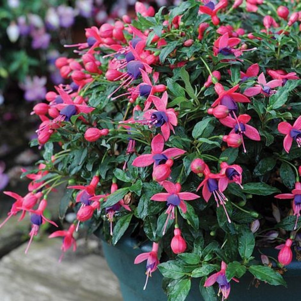 Vera Bella Fuchsia Sarkıcı Küpe Çiçeği Fidesi (2 adet)