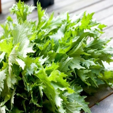 Doğal Brassica Rapa Japonica Green Mizuna Fidesi (5 adet)