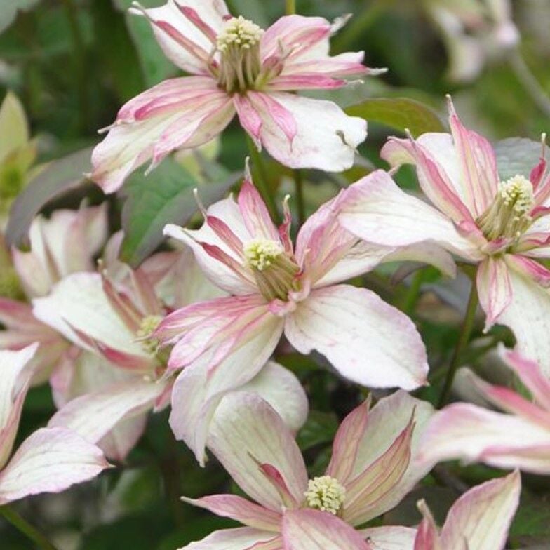 Koleksiyonluk Montana Majer   İri Çiçekli Clematis Orman Asması Çiçeği Fidanı (10-20 cm)