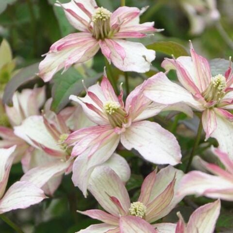 Koleksiyonluk Montana Majer   İri Çiçekli Clematis Orman Asması Çiçeği Fidanı (10-20 cm)