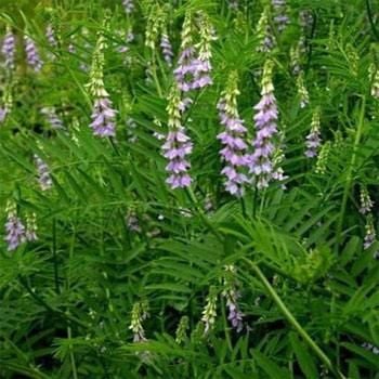 Aromatik Meyan Bitkisi Tohumu(Glycyrrhiza Glabra) 10 tohum