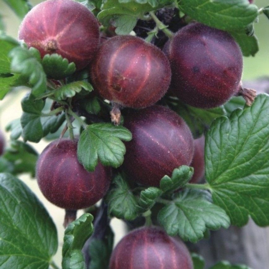 Dikensiz Ribes Uva Crispa Dikensiz Kırmızı Bektaşi Üzümü Fidanı Nadir Bitki