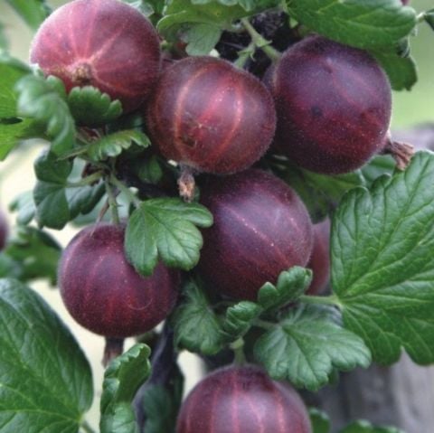 Dikensiz Ribes Uva Crispa Dikensiz Kırmızı Bektaşi Üzümü Fidanı Nadir Bitki