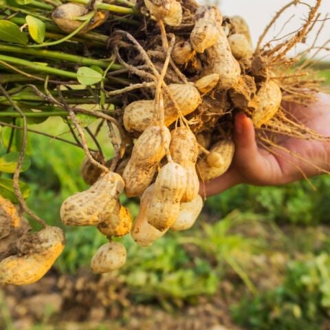 Yeni Sezon Çiğ Haşlamalık  Taze Yer Fıstığı Taze Söküm (2 kg)