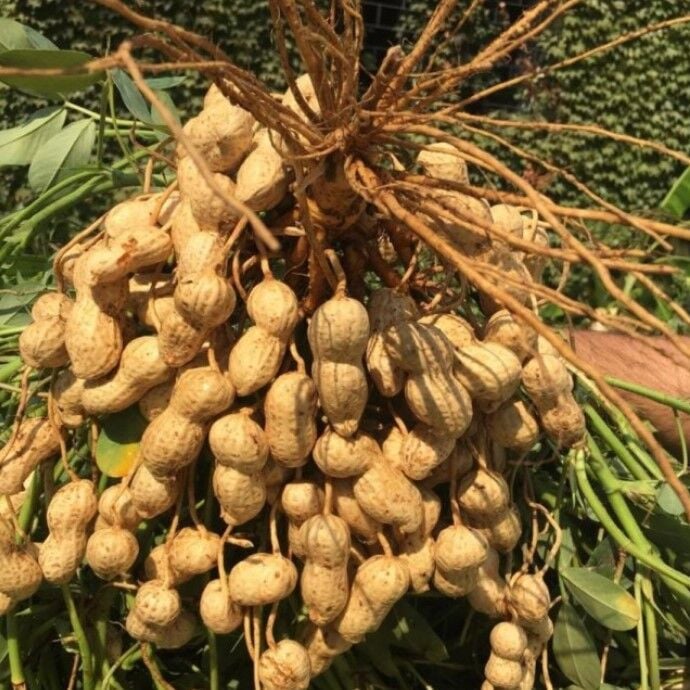 Yeni Sezon Çiğ Haşlamalık  Taze Yer Fıstığı Taze Söküm (2 kg)