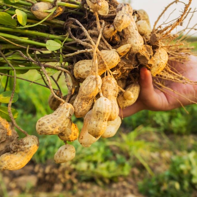 Yeni Sezon Yeni Hasat Çiğ Haşlamalık  Taze Yer Fıstığı Taze Söküm (3 kg)