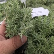 Sedum Makineo No 44 (5.5 luk Saksıda)