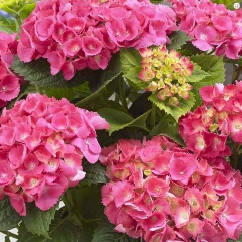 Tüplü İthal XL Dev Pembe Çiçekli Ortanca Çiçeği Fidanı