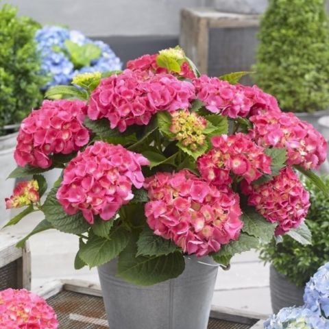 Tüplü İthal XL Dev Pembe Çiçekli Ortanca Çiçeği Fidanı