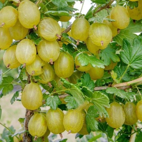 Tüplü Ribes Uva Crispa Sarı Meyveli Bektaşi Üzüm Fidanı